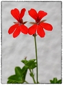 224 Blume SAM_0323 als Smart-Objekt-1 Kopie